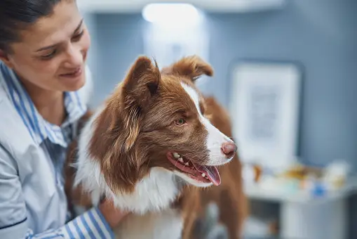 Pet Comprehensive Medical Diagnostics and Care